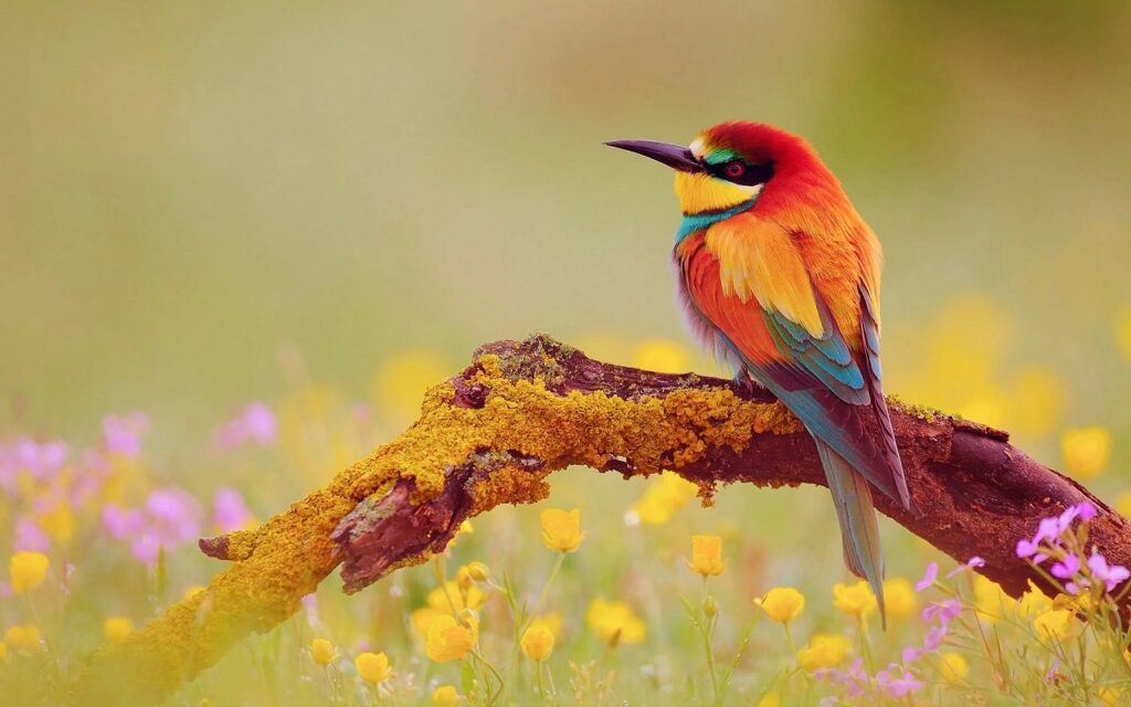 Brightly colored pet parrot perched on a wooden stand